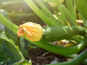 CHV segment overview Zucchini