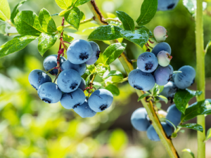 blueberry