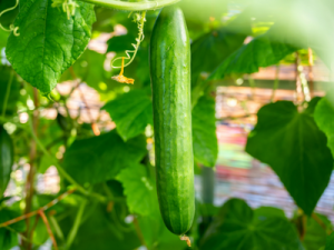 CHV segment overview cucumber