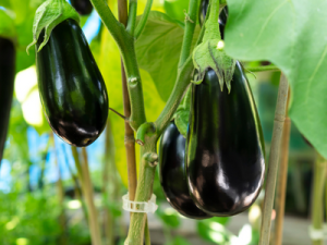 eggplant
