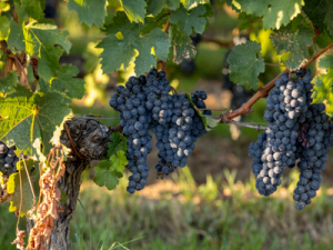 Grapes