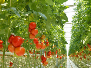 tomato