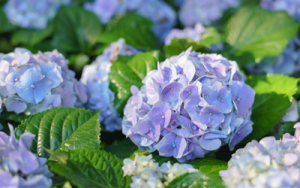 hortensia